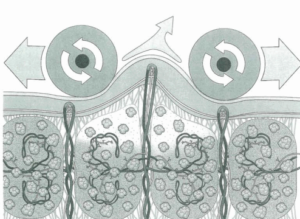 effect of connective tissue endermology